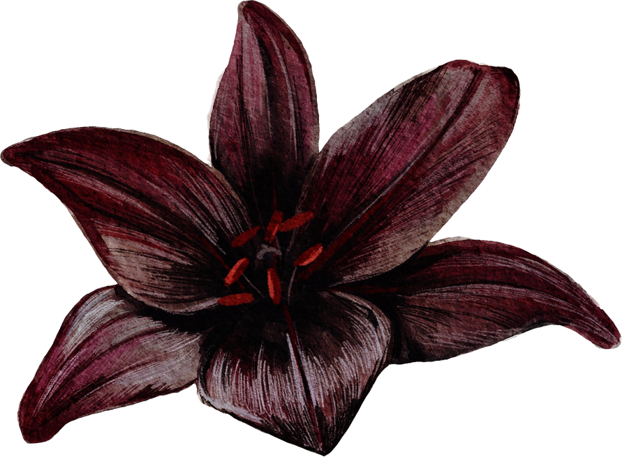 Dark Flower Watercolor Sketch Isolated Illustration