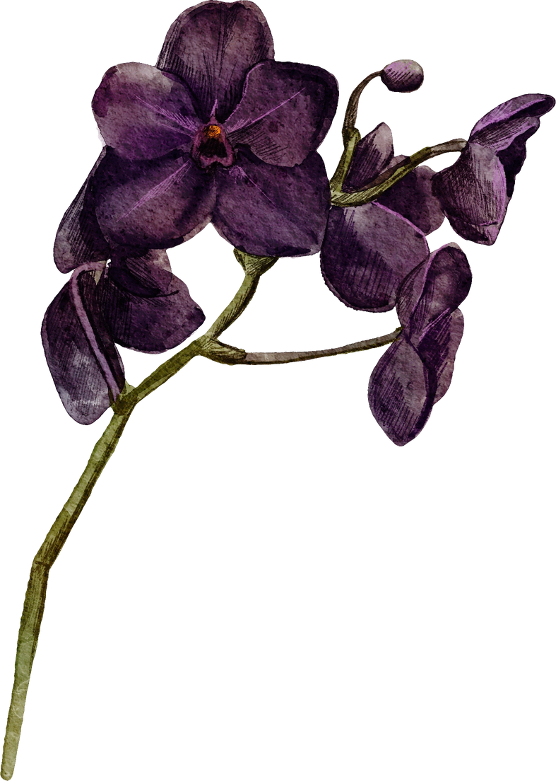 Black Orchid Watercolor Sketch Isolated Illustration